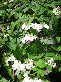 Clerodendrum thomsonae (Bleeding heart vine)