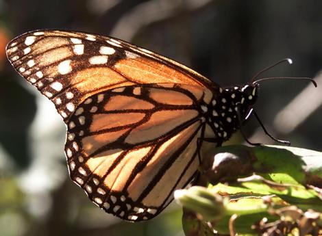 MonarchButterfly wideweb