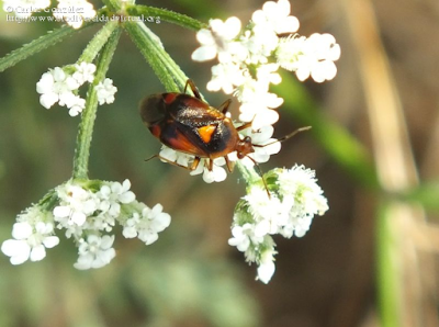 http://www.biodiversidadvirtual.org/insectarium/Deraeocoris-ruber-img710562.html