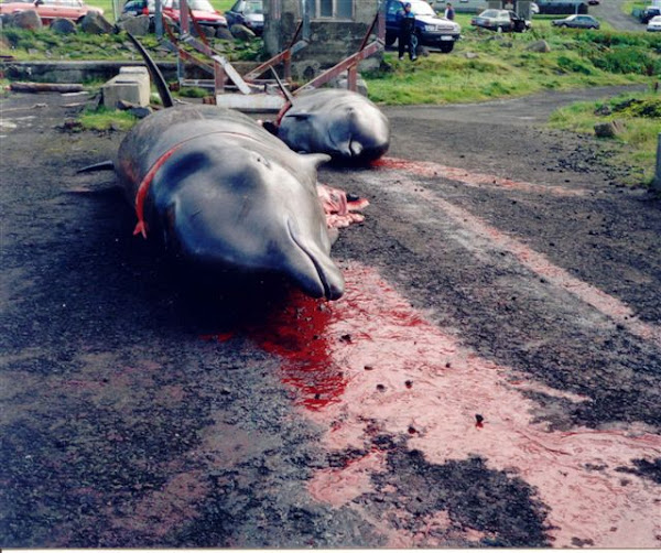 Pembantaian Lumba-lumba