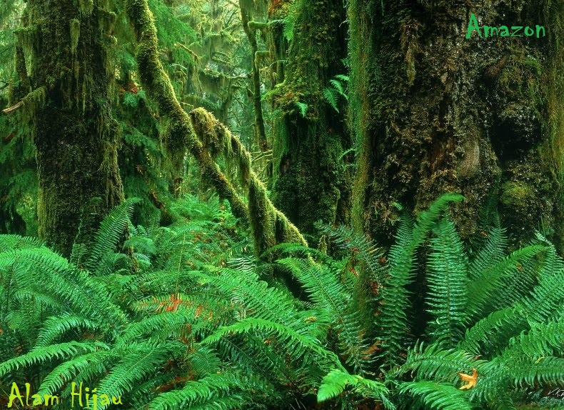 Hutan AMAZON Rainforest Alam Mentari