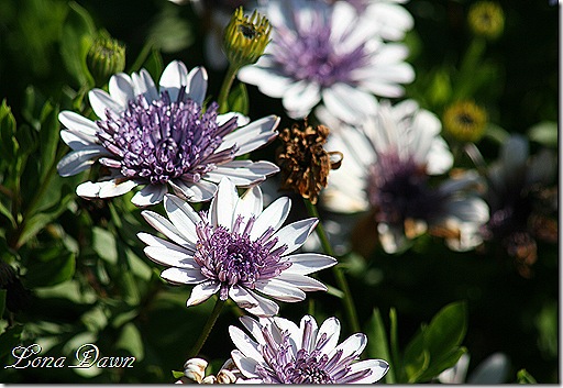 FPC_Osteospermum_Silver2