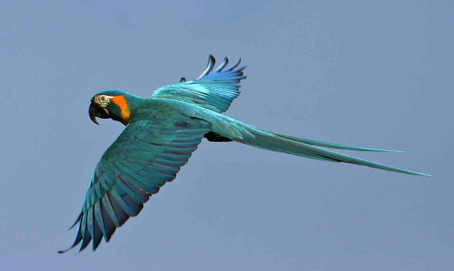 The Blue Macaw Bird