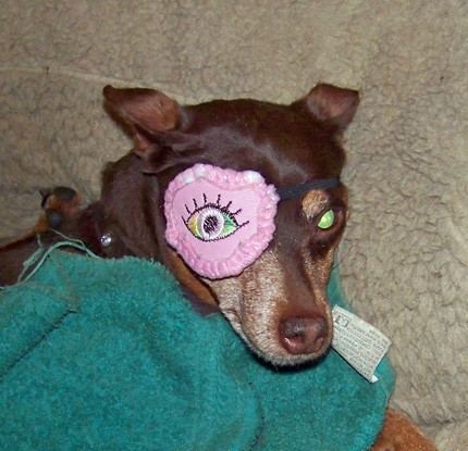 Dog Eye Patch4