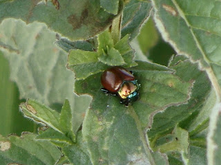 Chrysolina (Erythrochrysa) polita DSC14932