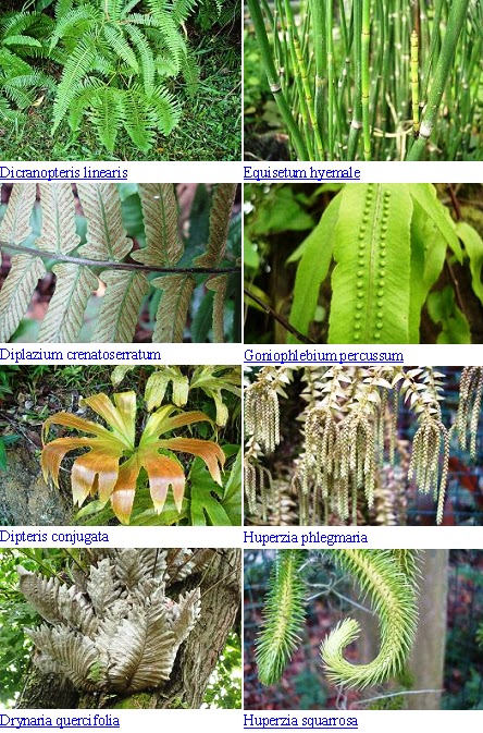 spora di bawah daun paku pakis