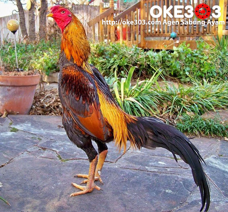 www Oke303 com Agen Sabung Ayam  Jenis  Jenis  Ayam  laga  