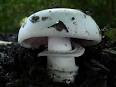 Agaricus bitorquis