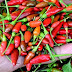 Chili Pepper (Siling Labuyo) Burns Excess Fat