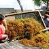 Belajar Budidaya Rumput Laut Dari Masyarakat Brebes