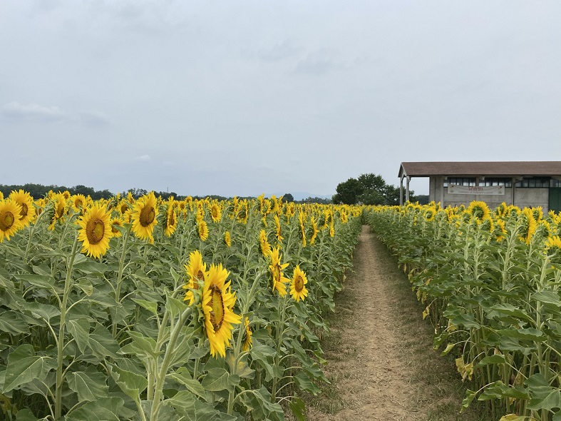 Il labirinto di girasoli ad Ornago