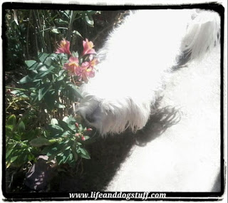 Snowy watering garden.