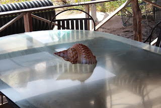 seashell-on-table