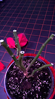 Poinsettia étoile de noël entretien 