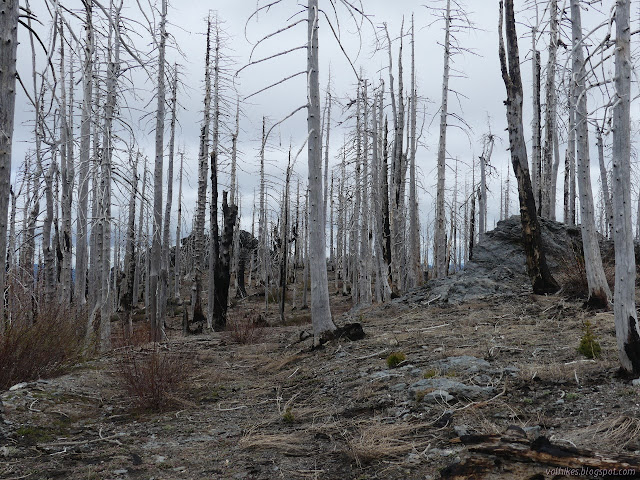 dead trees with a scattering of rocks