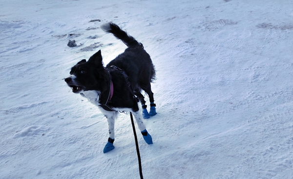 border collie igletjern skitur