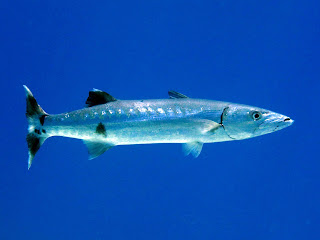 Barracuda | Description, Size, Diet, Facts & Pictures