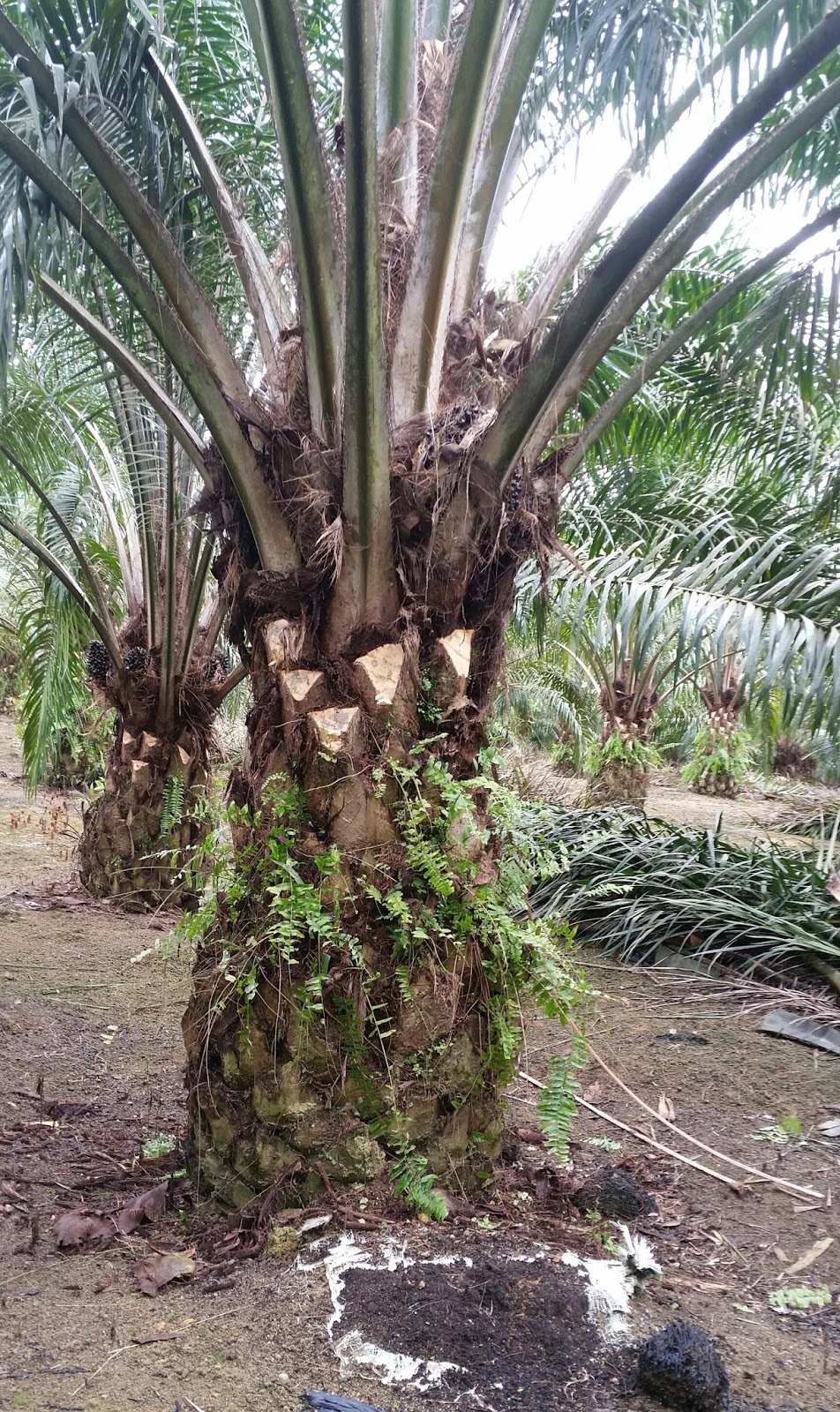 Warisan Petani Kebun Kelapa  Sawit 2 Pemangkasan Pelepah 