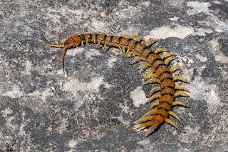 escolopendra-mediterranea-scolopendra-cingulata-