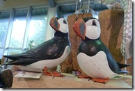 dp puffins