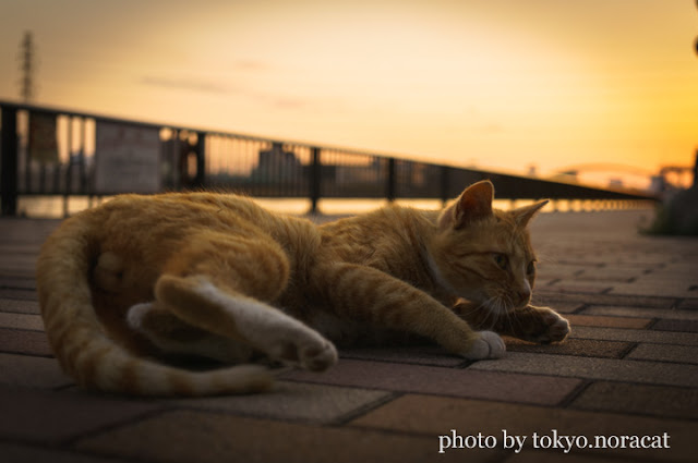 野良猫の写真