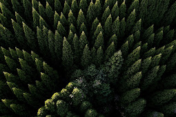 Forest Wallpaper Iphone Xs