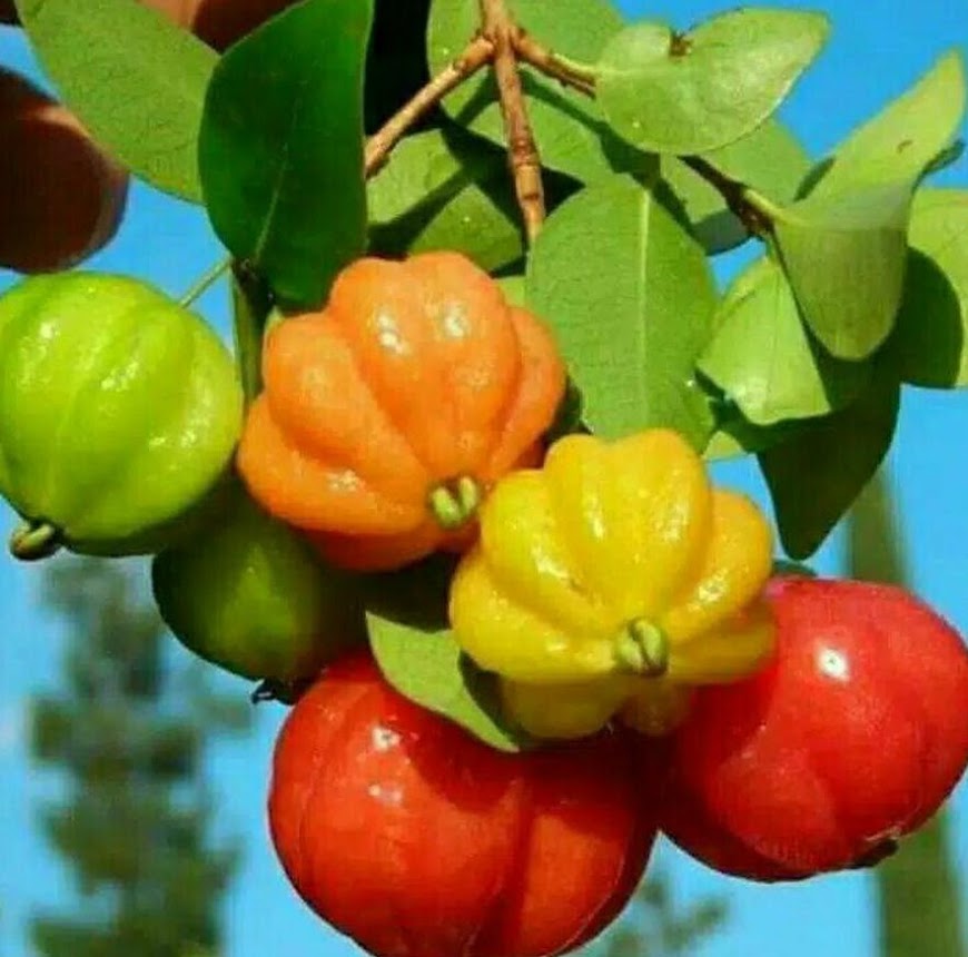 jual bibit cermai dewandaru pohon tanaman buah dewa daru merah super unggul berbatang Sumatra Utara