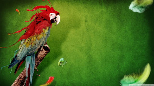 parrot, wallpaper