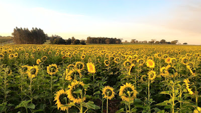 Plantação de girassóis em Itápolis - SP