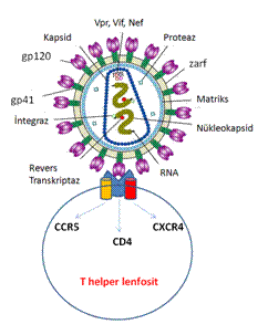 HIV