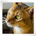 Abyssinian Cat Reproduction, Nutrition, Character