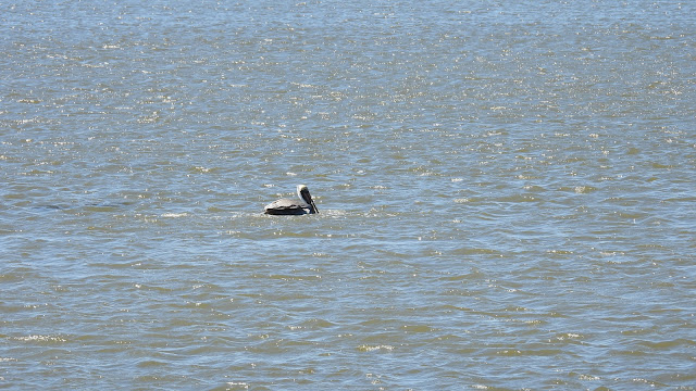 Guana Tolomato Matanzas National Estuarine Research Reserve