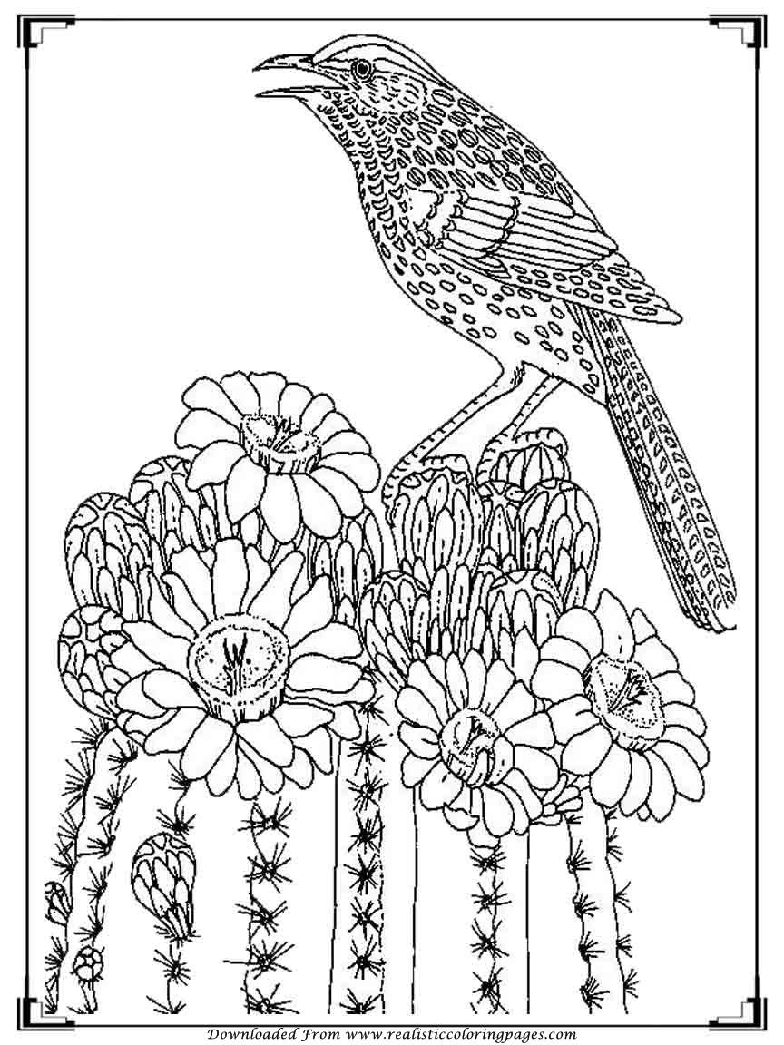 Download Printable Birds Coloring Pages For Adults | Realistic Coloring Pages