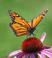 A Monarch butterfly on an echinacea flower.