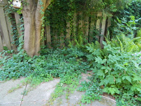 Toronto Dovercourt Park Backyard Garden Cleanup Before by Paul Jung Gardening Services--a Toronto Organic Gardener