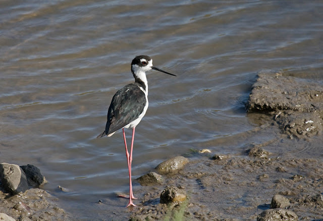 Black-necked Stilt