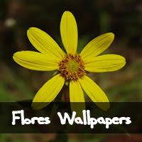  flores wallpapers