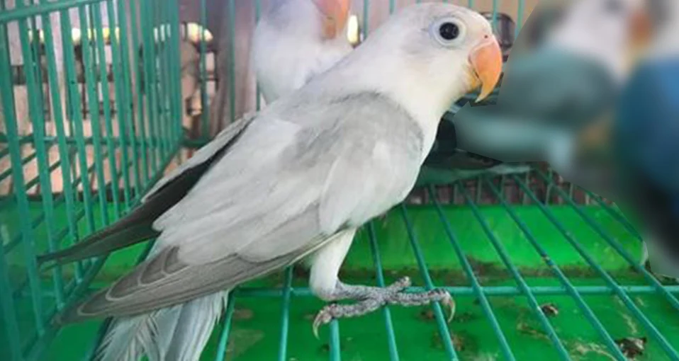 Combination opaline lovebirds