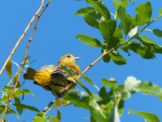 Icterus galbula - Oriole de Baltimore - Oriole du Nord