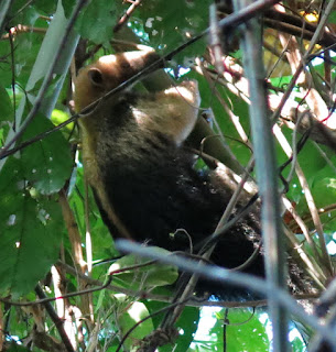 Southern Tamandua