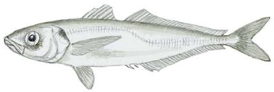 Pacific Jack Mackerel (Trachurus symmetricus)