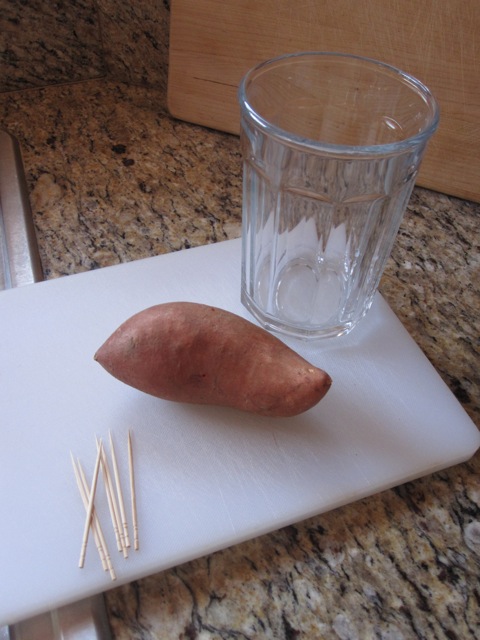 Sweet Potato Plant