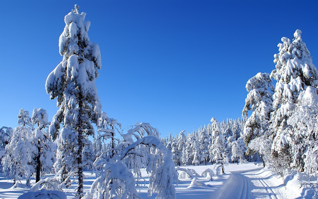 Bosques de Abetos en Invierno Paisajes Naturales