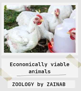 Economically viable animals