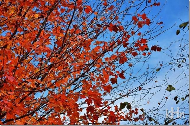 Fall 071
