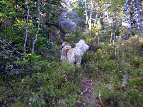 Fjøsvikfjellet somdalskollen kongsgardskollen varden fjellsetera