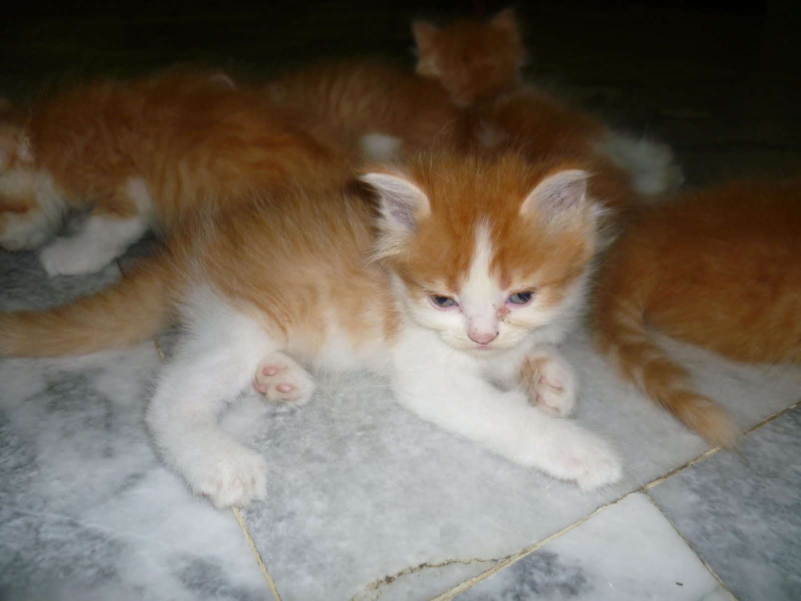 Kucing Utara Anak Kucing Ketika Umur 2 Bulan Keatas