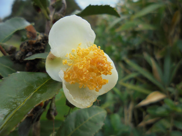 お茶の花