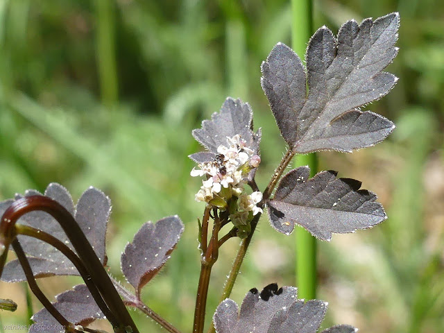 dark leaves and a tiny flower