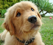 45 Cute dog pictures (45 pics) (cute dog pictures )